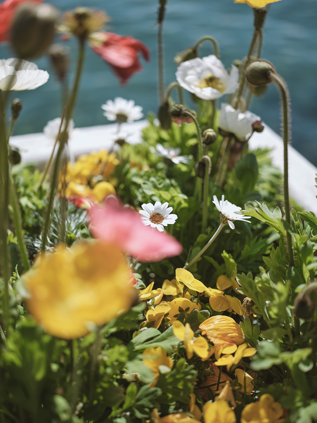 Photograph 1 from How Shall We Love in Spring